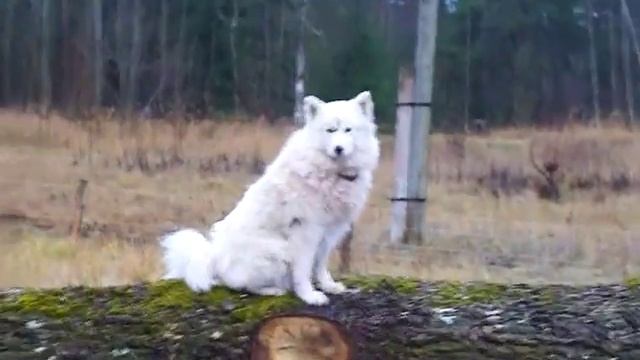 Мангалица и электропастух с забором смотреть онлайн