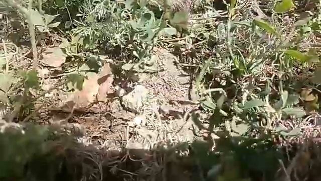 Маленький еж на прогулке смотреть онлайн