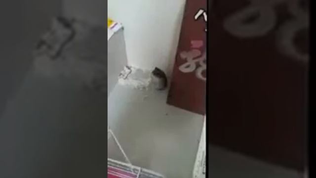 Хомяк притворяется мертвым после выстрела смотреть онлайн