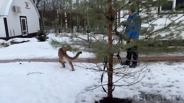 ПУМА НАЛА ПЕРВЫЙ РАЗ ГУЛЯЕТ ПО УЧАСТКУ / Приручаю дикую барханную кошку Мяту смотреть онлайн