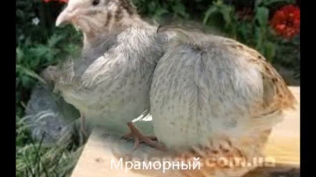 ПРОЕКТ ПЕРЕПЕЛ .wmv смотреть онлайн