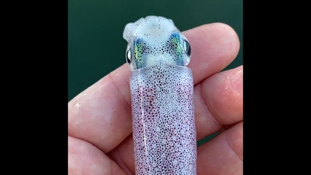 Mesmerizing Color Changing Squid with Chromatophores Firing in Metachrosis смотреть онлайн
