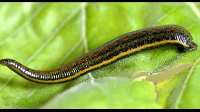 Пиявки смотреть онлайн