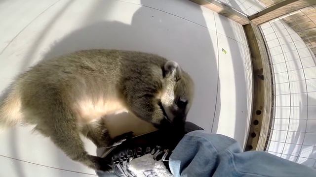 Забавные носухи / Funny Coatíes (Nasua) смотреть онлайн