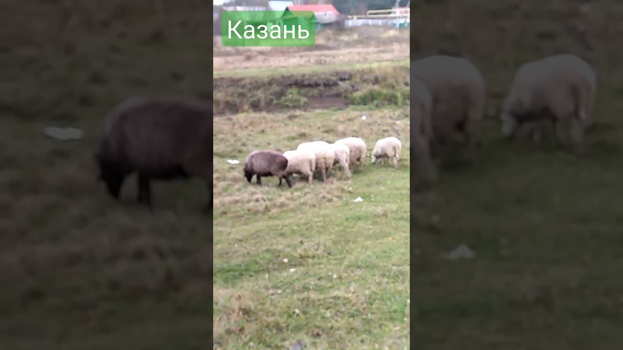 Домашние питомцы. смотреть онлайн