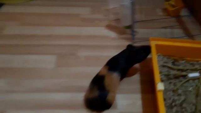 Как приучить морскую свинку выходить из клетки смотреть онлайн