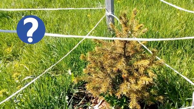 САД И ОГОРОД. СОРНЯКИ НА УЧАСТКЕ: ЖЕРУШНИК И БОРЩЕВИК. ЗЕЛЕНЫЙ ГАЗОН. //Garden. Weeds. Green lawn. смотреть онлайн