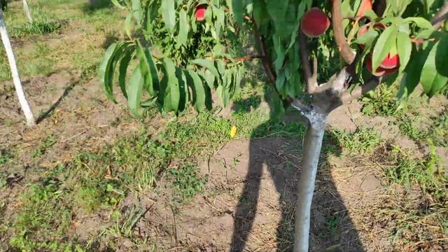 Персик Фиделия/Fidelia