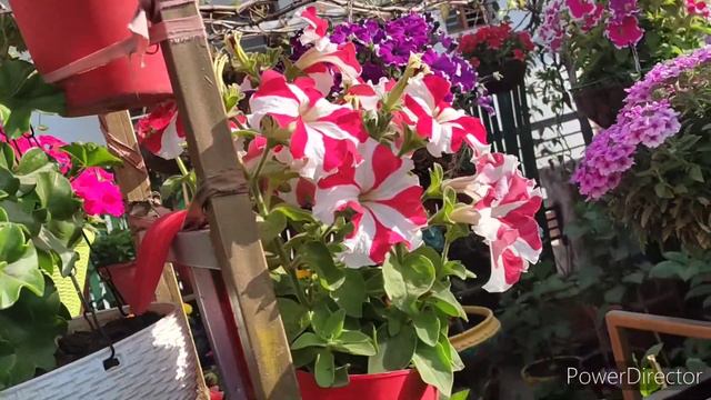 How To Prepare Petunia Hanging Basket