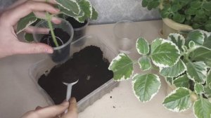 Плектрантус (комнатная мята). Особенности ухода в домашних условиях. Размножение черенкованием.