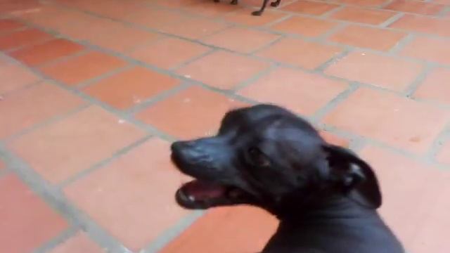 Ксоло. Смешные) смотреть онлайн