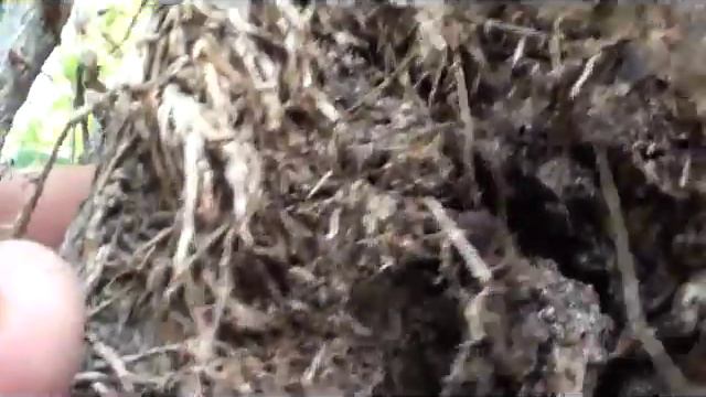 20+ YEAR super size poison ivy, virginia creeper, kills your trees, education