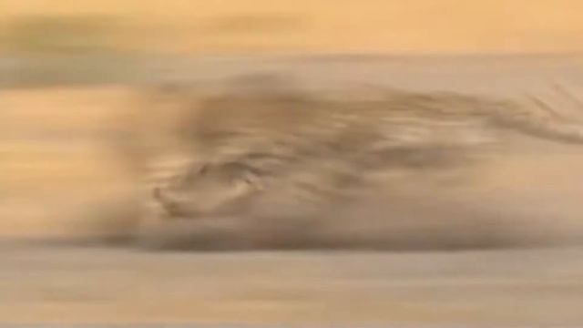 Кабан Бородавочник в деле смотреть онлайн