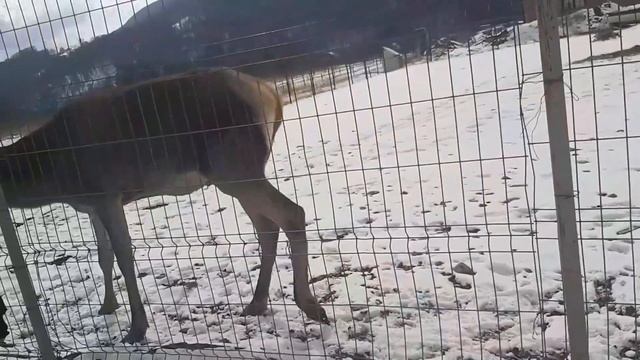 Как нас встретили и как прошёл наш первый день в Румынии. смотреть онлайн