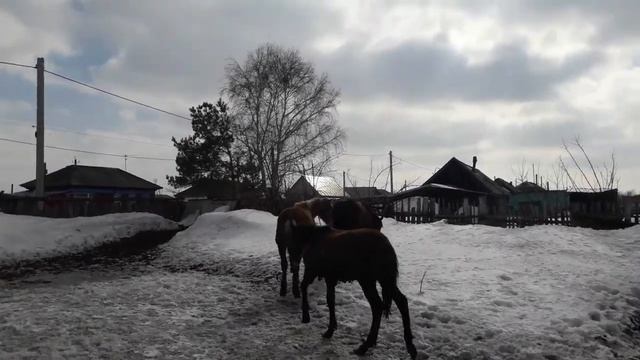 40 мешков зерноотходов на лошади. смотреть онлайн