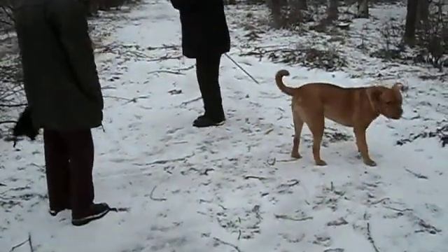 бордоский дог БЕНЯ 7мес. смотреть онлайн