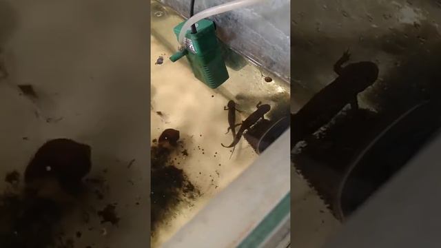 Тритон испанский. смотреть онлайн