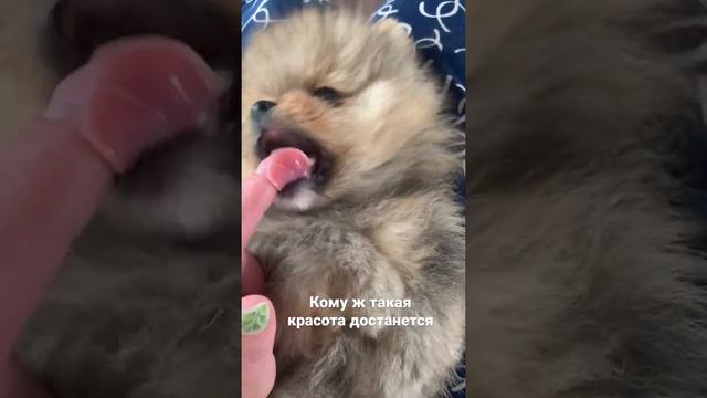 Померанский шпиц щенок смотреть онлайн