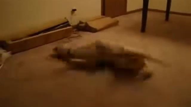 Прикол С Собакой! Смешно смотреть онлайн