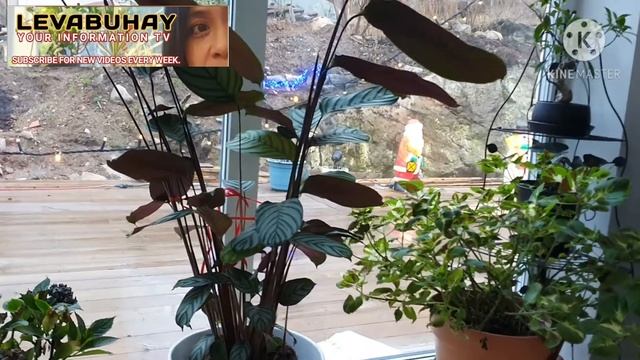 CALATHEA ZEBRINA, THE PRAYING ZEBRA PLANT| CARE TIPS FOR CALATHEA | TRENDY INDOOR PLANT | LEVABUHA смотреть онлайн