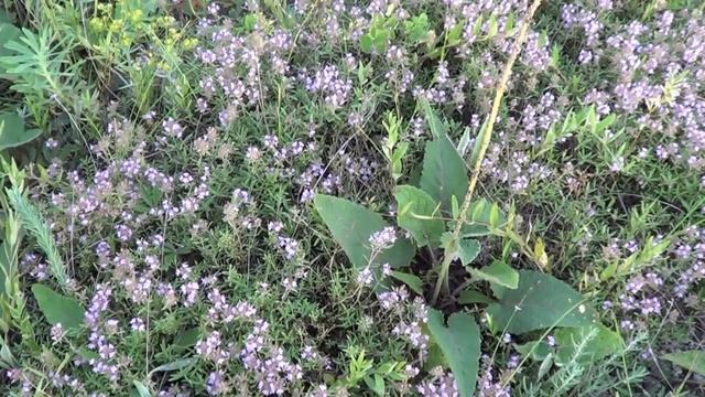 Жена послала  Поехал не туда  Настоящий чебрец для чая