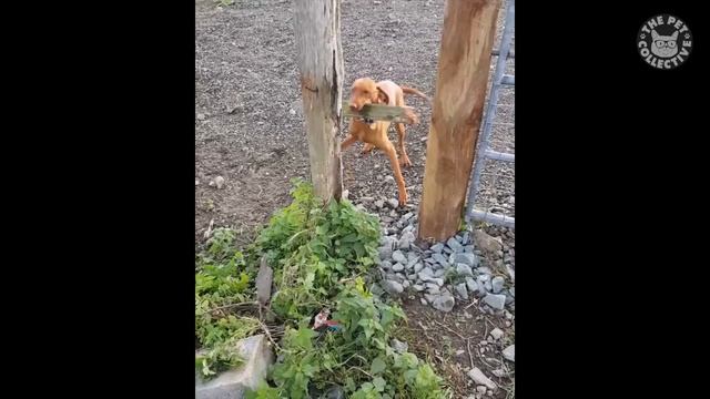 Try Not To Laugh | Funny Pet Video Compilation 2020 | The Pet Collective смотреть онлайн