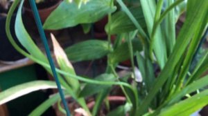 Выращивание ароматных фрезий дома