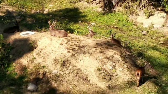 Biological park (Zoo) Gohpur Itanagar (Azizur Rahman) смотреть онлайн