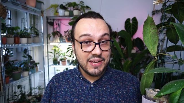 Hoya Mitrata & The World Of Myrmecophytic Hoyas