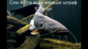 размеры рыб для вылова
