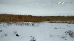 Охота на лису и волка в камыше с русскими пегими в северной части Крыма