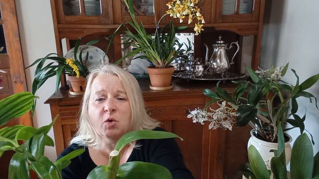 dendrobium nobile care video смотреть онлайн