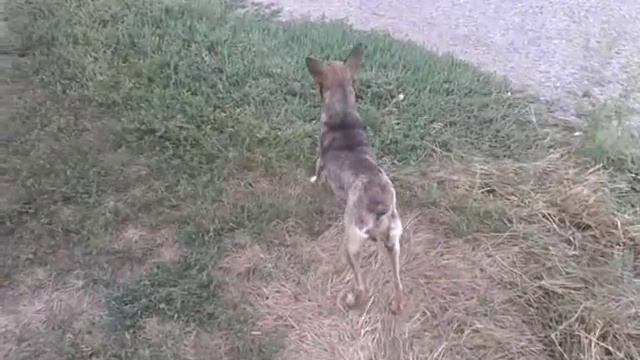 Собака-приколистка смотреть онлайн