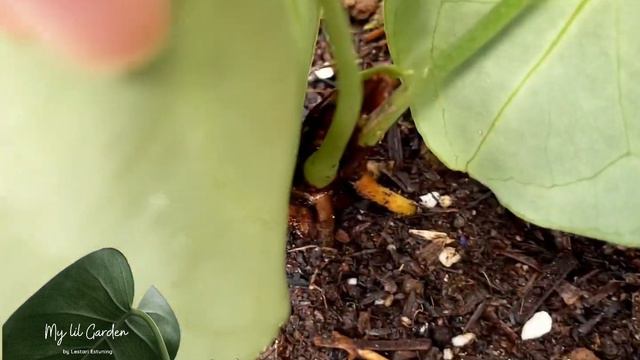 Anthurium Clarinervium / Kuping Gajah Tarantula смотреть онлайн