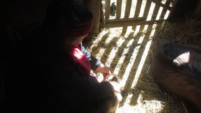 Несколько слов о молочности и продуктивности коз смотреть онлайн