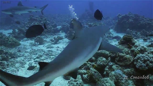 Акулы, полёт валькирий 2015 . Shark. смотреть онлайн