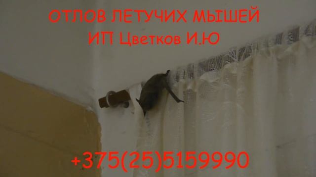 Отлов, изъятие, удаление, устранение из офисов, производств , домов, квартир летучих мышей в Минске смотреть онлайн
