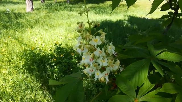 Снова цветут каштаны. Мелодии нашей молодости. смотреть онлайн