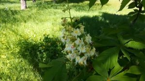 Снова цветут каштаны. Мелодии нашей молодости.