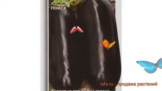 Баклажан обыкновенный Универсал 6 (universal 6) ? обзор: как сажать, семена баклажана Универсал 6 смотреть онлайн