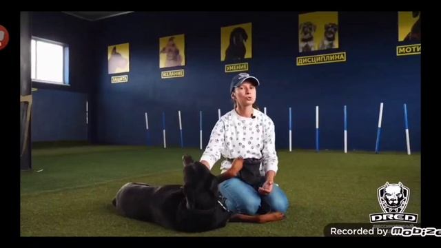 Порода Доберман-пинчер/занятия и тренировки/3 месяца/9 месяцев/6 лет смотреть онлайн