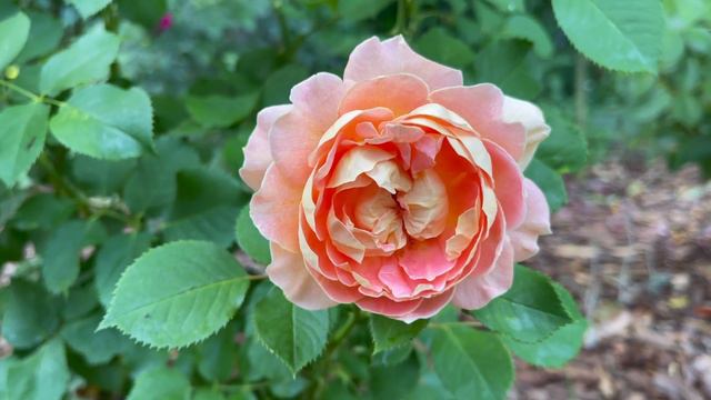 Grandiflora Rose - Fun in the Sun (follow up) смотреть онлайн