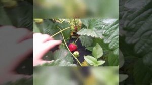 Клубника  сорт Сенсация