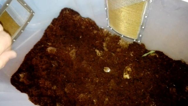 Thork's Birdeaters. Gyna Lurida - Прыгун. Фарфоровый таракан.