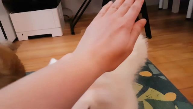 VLOG Будни собак и их людей | Взрослый шелти и щенок самоеда смотреть онлайн
