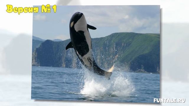 ТАЙНА СМЕРТИ АЛЬФА АКУЛЫ смотреть онлайн