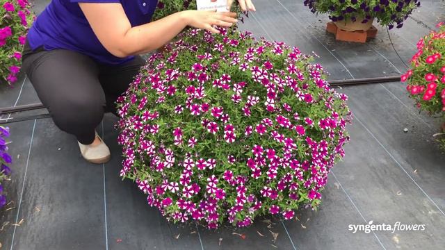 Shortcake Blueberry Petunia | Lucas Greenhouses Summer Trial смотреть онлайн