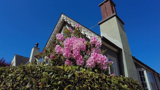 Wisteria Rhododendron Orchid Orquídea rododendro glicínia 藤 蘭 विस्टेरिया रोडोडेंड्रोन ऑर्किड смотреть онлайн