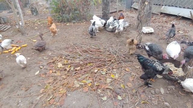 Переводимо курчат та індичат на ситий калорійний корм // СІЛЬСЬКИЙ ГОСПОДАР. смотреть онлайн