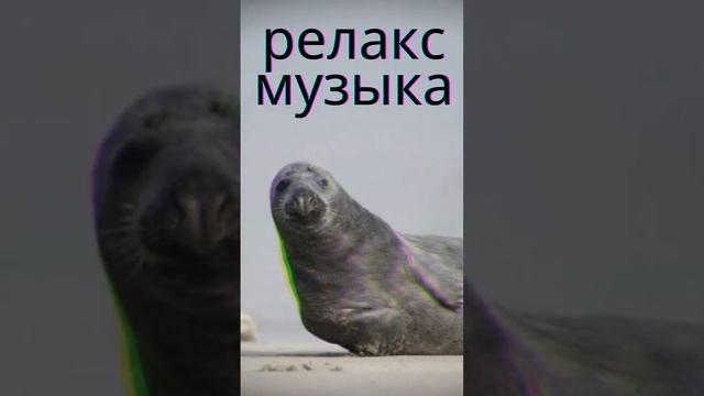 #Shorts27. ЗАГАДОЧНЫЕ ОБИТАТЕЛИ ОКЕАНА | НАНДИ И БАСМАКИ | relax смотреть онлайн